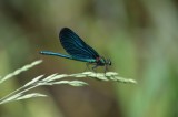 Natur